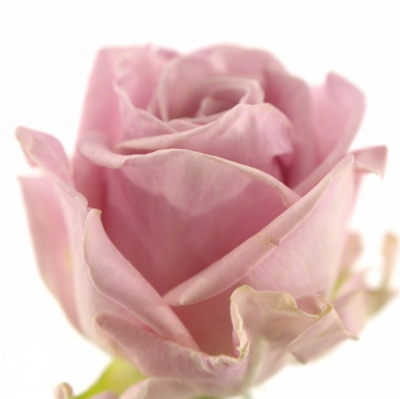 Růžová růže KEANO 80cm