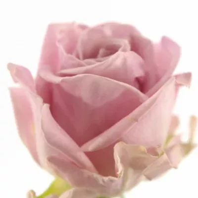 Růžová růže KEANO 50cm (L)