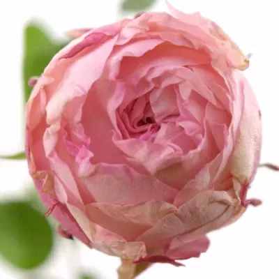 Růžová růže KING ARTHUR