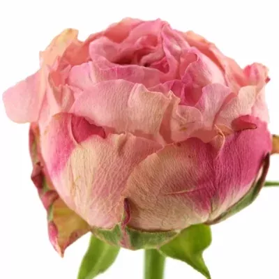 Růžová růže KING ARTHUR