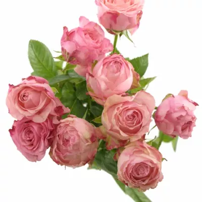 Růžová růže KING ARTHUR