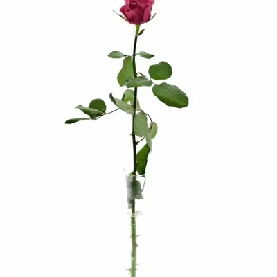 Růžová růže KISS ME KATE 80cm (XXL)