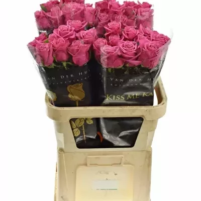 Růžová růže KISS ME KATE 80cm (XXL)