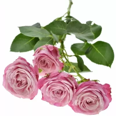 Růžová růže LADY BOMBASTIC 50cm/5+ (M)