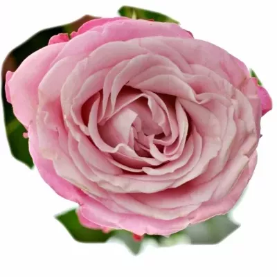 Růžová růže LADY BOMBASTIC 50cm/5+ (M)