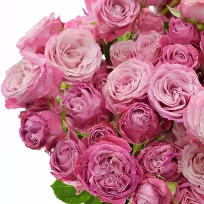 Růžová růže LADY BOMBASTIC 50cm/5+ (M)