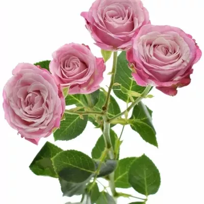 Růžová růže LADY BOMBASTIC 50cm/5+ (M)