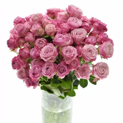 Růžová růže LADY BOMBASTIC 50cm/5+ (M)