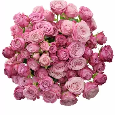 Růžová růže LADY BOMBASTIC 50cm/5+ (M)