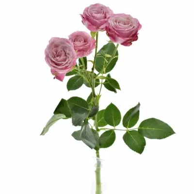Růžová růže LADY BOMBASTIC 50cm/5+ (M)