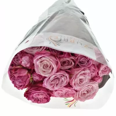 Růžová růže LADY BOMBASTIC 50cm/5+ (M)