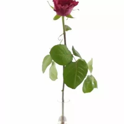 Růžová růže LAYLA