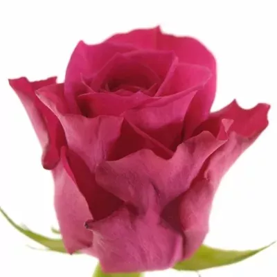 Růžová růže LAYLA 80cm (L)