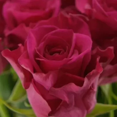 Růžová růže LAYLA