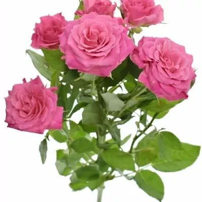 Ružová ruža Lianne