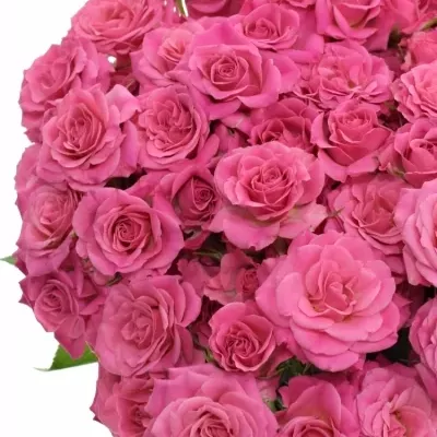Růžová růže trsová LIANNE 40cm/4+