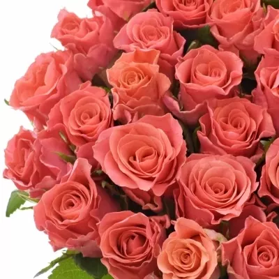 Růžová růže LIGHT PINK TACAZZI+ 70cm (L)