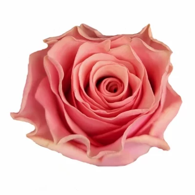 Růžová růže LIGHT PINK TACAZZI