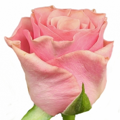 Růžová růže LIGHT PINK TACAZZI+ 40cm (M)