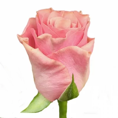 Růžová růže LIGHT PINK TACAZZI+ 70cm (L)
