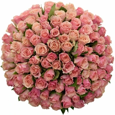 Růžová růže LIGHT PINK TACAZZI