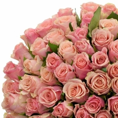 Růžová růže LIGHT PINK TACAZZI