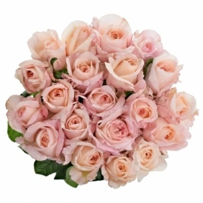 Růžová růže LINCOLN PARK!