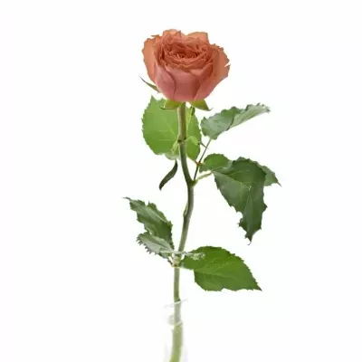 Růžová růže LOÏS LANE 50cm (XL)