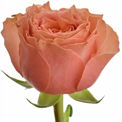 Růžová růže LOÏS LANE 50cm (XL)