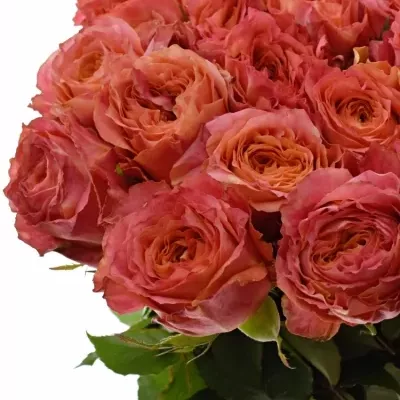 Růžová růže LOVE STORY 70cm (L)