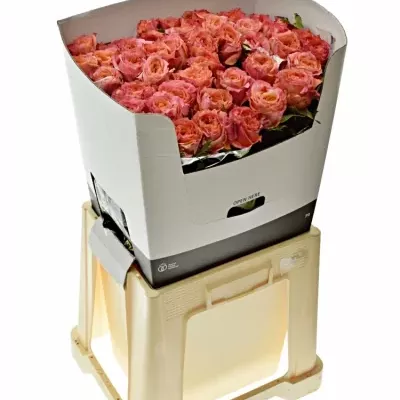 Růžová růže LOVE STORY 70cm (L)