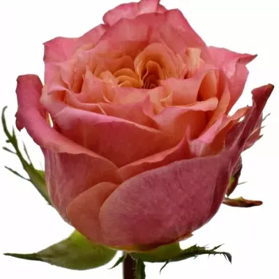 Růžová růže LOVE STORY 70cm (L)