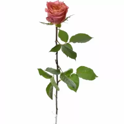 Růžová růže LOVE STORY 70cm (L)