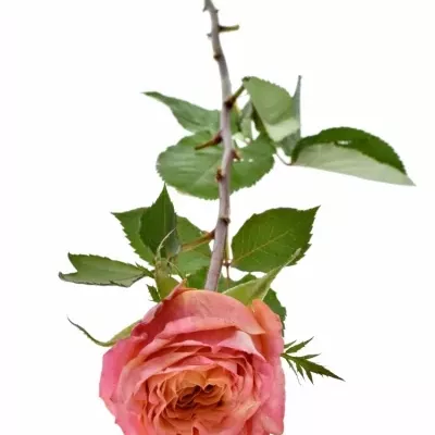 Růžová růže LOVE STORY 70cm (L)