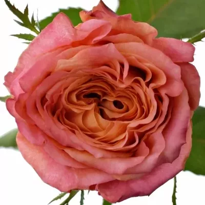 Růžová růže LOVE STORY 70cm (L)