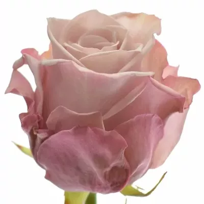 Růžová růže LOVELACE+ 50cm (L)