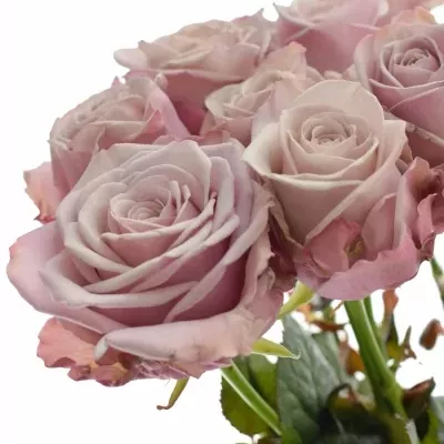 Růžová růže LOVELACE+ 50cm (L)