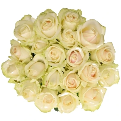 Růžová růže LOVELY AVALANCHE+ 60cm (XL)