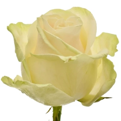 Světle růžová růže LOVELY AVALANCHE+ 60cm (XXL)