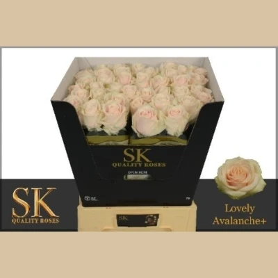 Růžová růže LOVELY AVALANCHE+ 60cm (XL)