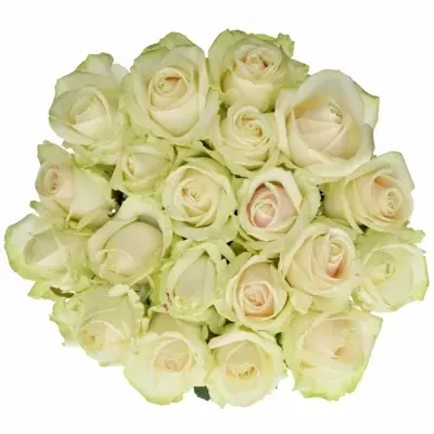 Růžová růže LOVELY AVALANCHE+ 60cm (XL)