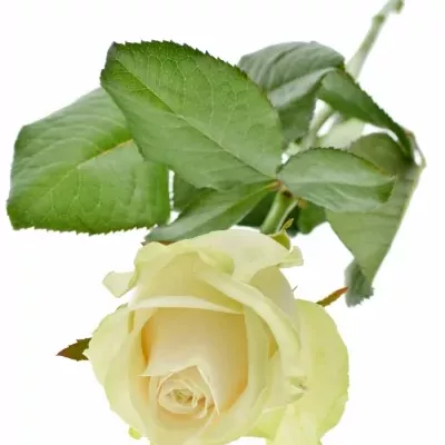 Růžová růže LOVELY AVALANCHE+ 60cm (XL)