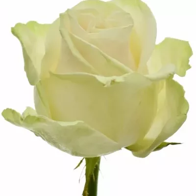 Svetlo ružová ruža LOVELY AVALANCHE + 60cm (XXL)