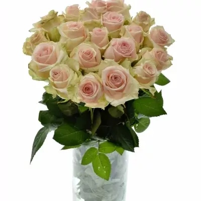 Růžová růže LOVELY DOLOMITI 55cm