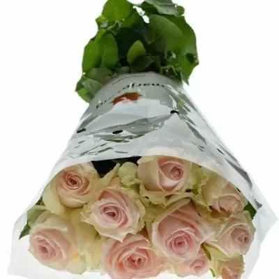 Růžová růže LOVELY DOLOMITI 55cm