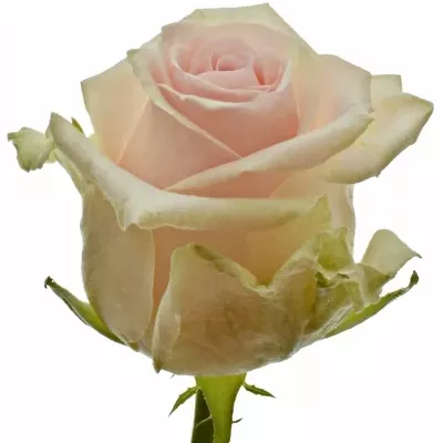 Růžová růže LOVELY DOLOMITI 60cm (XL)