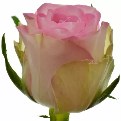 Růžová růže LOVELY JEWEL 35cm