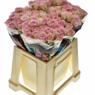 Růžová růže LOVELY JEWEL 35cm
