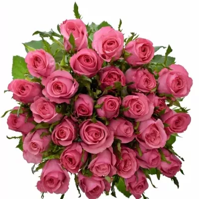 Růžová růže LOVELY JUBILEE 50cm (M)