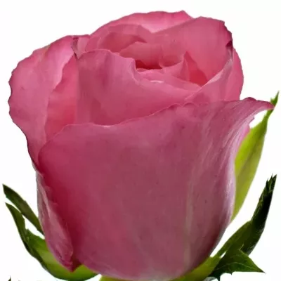 Růžová růže LOVELY JUBILEE 50cm (M)